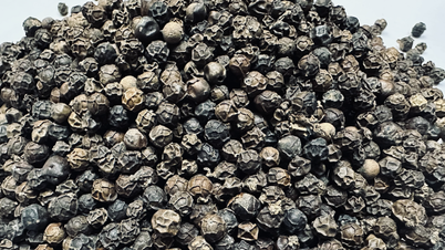 O Vietnã vende mais de 223.200 toneladas de "ouro negro", atingindo um recorde de receita.