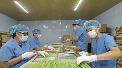 Conectando a cadeia de matérias-primas agrícolas: