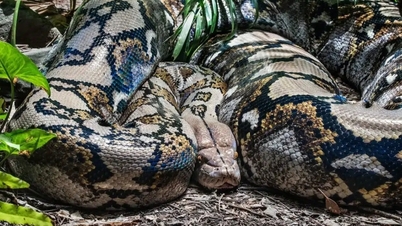 Người đàn ông suýt mất mạng vì bị trăn lớn tấn công