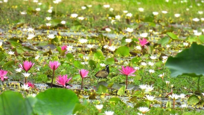 "안녕하세요 여러분! 탑무오이 지역으로 오세요!"