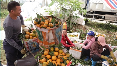 オレンジの季節のヴィンアン