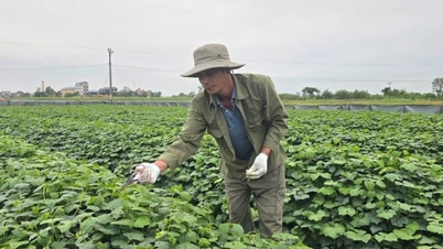 Bauern in der Gemeinde Kim Thanh entkommen der Armut dank Jicama.