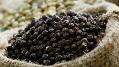 کالی مرچ کی قیمت آج 10 دسمبر 2025: مارکیٹ میں تھوڑی سی تبدیلی ہوئی۔