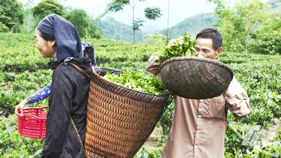 יעילות חדשנות בתהליך ייצור התה בטונג מין