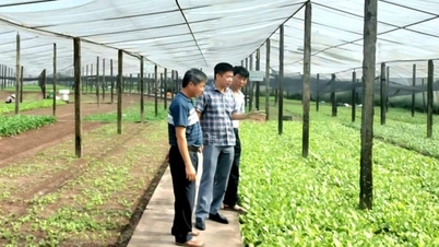 Ο Αγροτικός Σύνδεσμος Son Dong συνεργάζεται με τις τοπικές αρχές για την εξάλειψη της φτώχειας