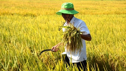 Budidaya padi mengurangi emisi, sehingga menguntungkan petani dan lingkungan