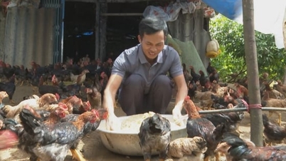 ラック・トゥイ鶏は人々が貧困から抜け出すのに「同行」する。