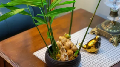 ຜົນປະໂຫຍດຂອງການປູກຂີງຢູ່ໃນເຮືອນແມ່ນຫຍັງ?