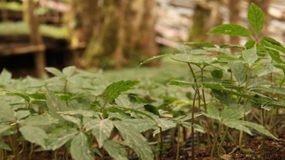 ນະຄອນ ດ່າໜັງ ຊຸກຍູ້ການລົງທຶນໃນຂະແໜງອຸດສາຫະກຳພືດເປັນຢາ.