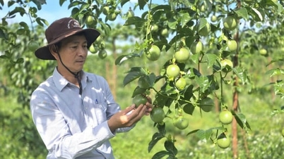 เมืองหลวงแห่งผลไม้เสาวรสเผชิญความท้าทายด้านความยั่งยืน: [ตอนที่ 1] การฟื้นคืนเสถียรภาพ