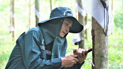 ربڑ کی قیمت آج 10 دسمبر 2025: جاپانی مارکیٹ میں اب بھی اضافہ ہے۔