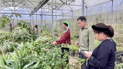 Seien Sie vorsichtig im Umgang mit Heilpflanzen aus dem Wald.