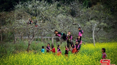 حصلت منطقة موك تشاو السياحية الوطنية على جائزة أفضل وجهة طبيعية في العالم للمرة الثالثة.