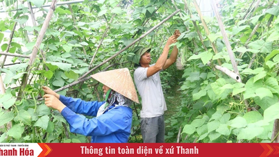 ربط العرض والطلب يخلق زخمًا لمنتجات ثانه هوا الزراعية للمضي قدمًا (الجزء 2): تطوير نظام الأعمال والتوزيع للمنتجات الزراعية والغذائية