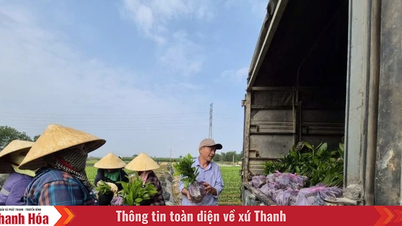 아카시아 묘목 가격이 "급등"하고 있으며, 묘목 판매업체들은 두 번째 식재 시즌을 간절히 기다리고 있습니다.