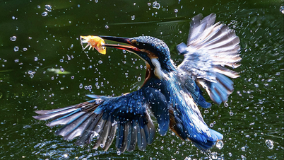 The moment a kingfisher darts like an arrow, hunting its prey with incredible speed in Ho Chi Minh City.