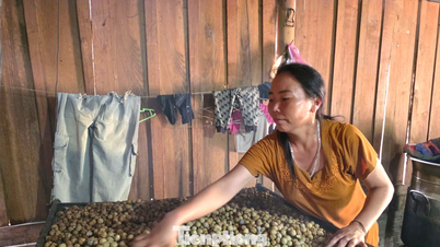 'বনের আশীর্বাদ' পাহাড়িদের ধীরে ধীরে দারিদ্র্য থেকে মুক্তি দিতে সাহায্য করে