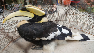 Tay Ninh: "Fênix terrestre" voa para os campos das pessoas.