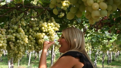 ویتنام: 5 موسمی فصل کے تجربات جو دیکھنے والوں کو اپنی طرف متوجہ کرتے ہیں۔