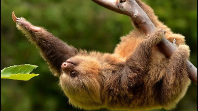 Den tvåtåiga sengångarens märkliga livsstil: att simma extremt snabbt... att sova extremt långa timmar.