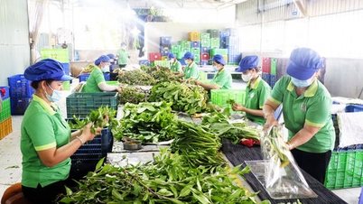 Технологии послеуборочной обработки овощей — сокращение потерь, повышение добавленной стоимости.