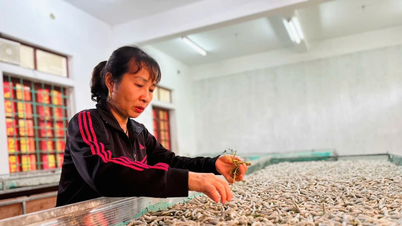 Silkesmaskodling: En ny väg till rikedom för människor i Ha Tinh.