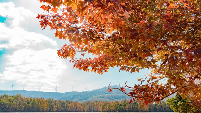 [Fotoğraf] Quang Tri'deki akçaağaç ormanının büyüleyici manzarası