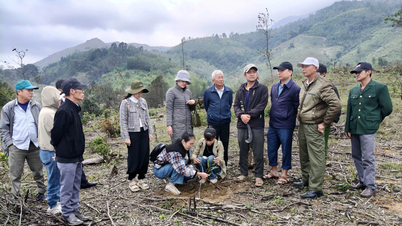 হুওং ফুং কমিউনে নিবিড় বাবলা হাইব্রিড বনায়ন মডেল পরিদর্শন