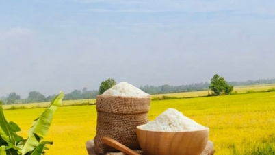 چاول کی قیمتیں آج، 10 دسمبر: قیمتیں مستحکم رہیں۔