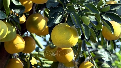 Hung Yen, a "capital" das kumquats e pomelos ornamentais, está pronta para o Tet.