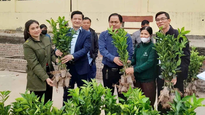 Memberikan dukungan berupa bibit dan pupuk untuk memperluas area budidaya jeruk di komune Phuc Khanh.