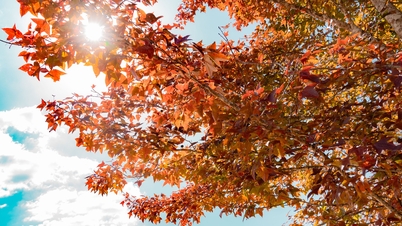 কোয়াং ত্রিতে ম্যাপেল বনের মনোমুগ্ধকর দৃশ্য।