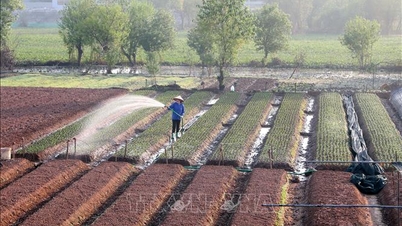 Το παραδοσιακό χωριό λουλουδιών Φου Βαν σφύζει από προετοιμασίες για το Σεληνιακό Νέο Έτος.