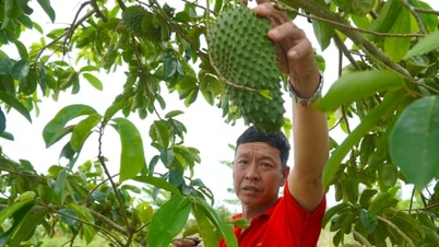 Με πρόσβαση στην πληροφόρηση, οι αγρότες στο Thoi Hung μεταμορφώνουν τη ζωή τους με την καλλιέργεια ξινής άμπωτης.