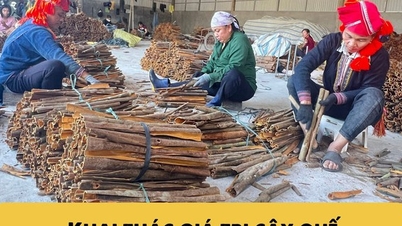 Infográfico: Aproveitando o valor das caneleiras para a redução sustentável da pobreza em Bao Ha, Laos