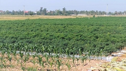 Hai Phong menyelesaikan penanaman tanaman musim sejuk untuk 2025 20 hari lebih awal.