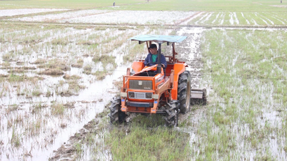 Fermierii din Gia Lai își restaurează urgent câmpurile pentru a fi pregătiți pentru recolta de iarnă-primăvară.