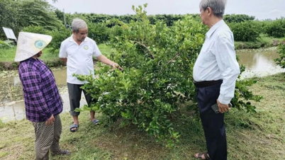 씨 없는 레몬의 위상을 높이다.