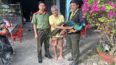 তিন বিয়েন এবং আন কু ওয়ার্ডের বাসিন্দারা স্বেচ্ছায় দুটি ময়ূর হস্তান্তর করেছেন।