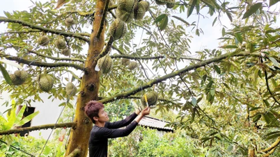 Ας βιώσουμε μαζί το ντούριαν με το «χτύπημα και το κόψιμο».