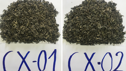 Protecting the geographical indication "Tua Chua" for Shan Tuyet green tea and Shan Tuyet raw Pu-erh tea products