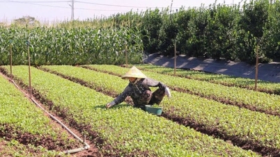 Me Linh tjänar stora vinster från tidiga vinterskördar, vilket säkerställer en stadig tillgång på grönsaker inför Tet (månnyåret).