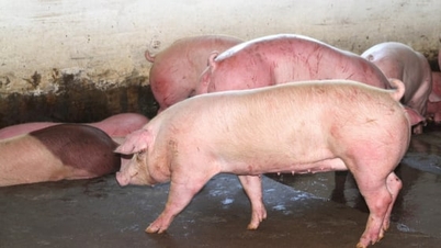 Nghe An adoptă o abordare proactivă în prevenirea și controlul bolilor animalelor.