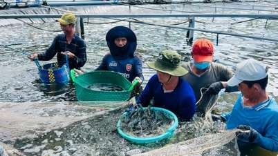 Ca Mau, iki aşamalı karides yetiştiriciliğinde bilim ve teknolojiyi uyguluyor.