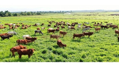 ວິ​ທະ​ຍາ​ສາດ​ແລະ​ເຕັກ​ໂນ​ໂລ​ຊີ - ຕົວ​ຊີ້​ວັດ​ຂອງ​ການ​ຫັນ​ເປັນ​ສີ​ຂຽວ​ໃນ​ການ​ລ້ຽງ​ສັດ.