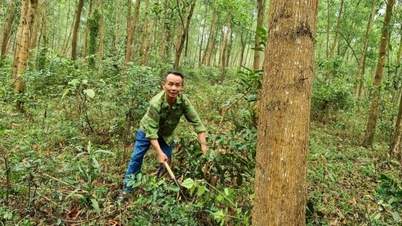 Ormanların değerini artırmak için karbon kredisi geliştirilmesi.