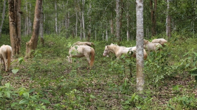 Lai Chau, işletmeleri üretim ormanları kurmaya çekiyor.