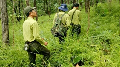 Yok Don ormanını koruma görevi oldukça zorlu.