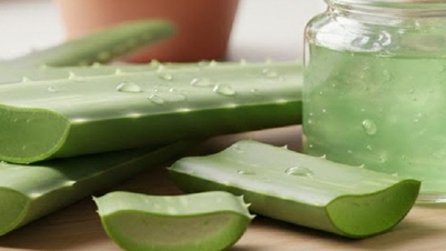 Как использовать алоэ вера для защиты от токсинов?