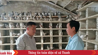 Faire fortune en élevant des pigeons français.